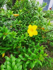 Allamanda cathartica