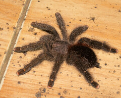 Avicularia juruensis