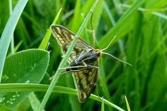 Sitochroa verticalis