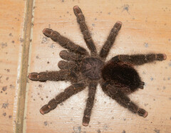 Avicularia juruensis