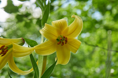 Lilium kesselringianum