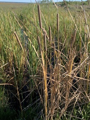 Typha domingensis
