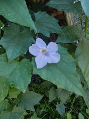 Thunbergia grandiflora