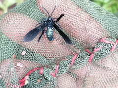 Macrocneme chrysitis