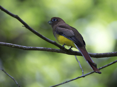 Trogon rufus