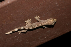 Thecadactylus solimoensis