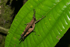 Xiphiola cyanoptera