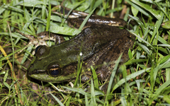 Lithobates vaillanti