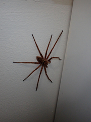 Heteropoda