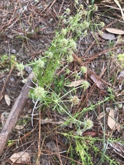 Eryngium aromaticum