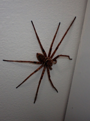 Heteropoda