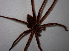 Heteropoda