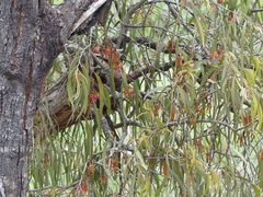 Amyema pendula pendula