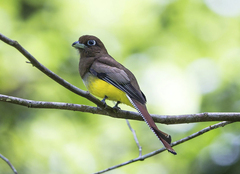 Trogon rufus