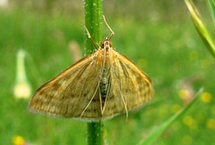 Sitochroa verticalis