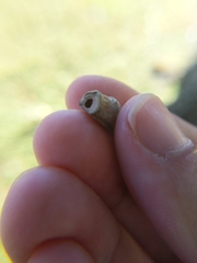 Megalopyge opercularis