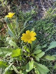 Gazania rigens