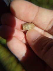 Megalopyge opercularis