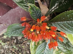 Chrysothemis pulchella