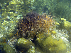 Astrophyton muricatum