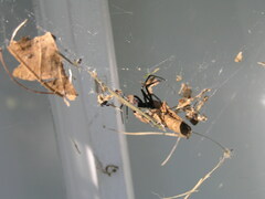 Latrodectus