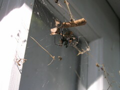 Latrodectus