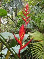 Heliconia