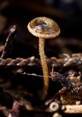 Crinipellis zonata