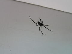 Latrodectus