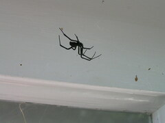 Latrodectus