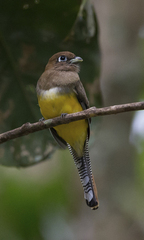 Trogon rufus