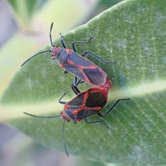 Caenocoris nerii