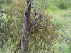 Amyema pendula pendula