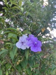 Brunfelsia