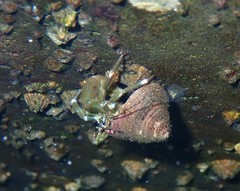 Pagurus hirsutiusculus