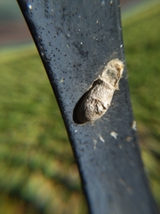 Megalopyge opercularis