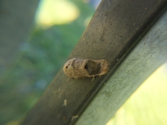 Megalopyge opercularis