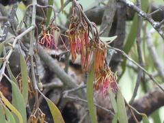 Amyema pendula pendula