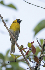 Caryothraustes poliogaster
