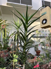 Aloiampelos striatula