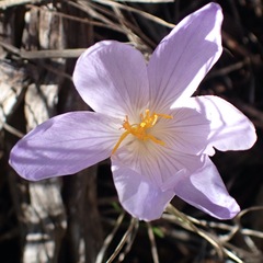 Crocus serotinus