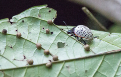 Doryphora paykulli