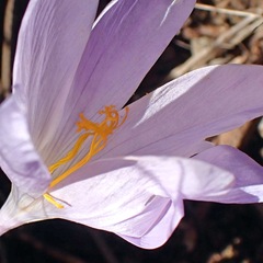 Crocus serotinus