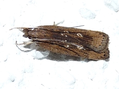 Helcystogramma triannulella
