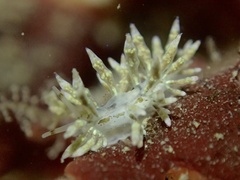 Eubranchus