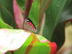 Diaethria clymena