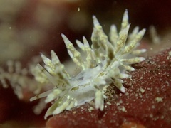 Eubranchus