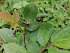 Acalypha arvensis