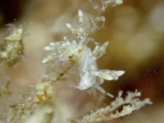 Eubranchus