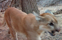 Puma concolor couguar